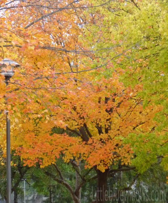 changing leaves oct 13