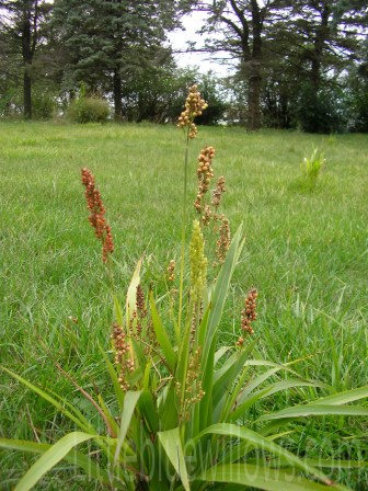 millet
