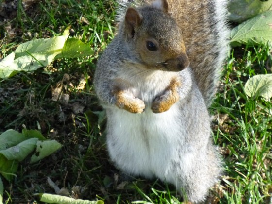 squirrel7