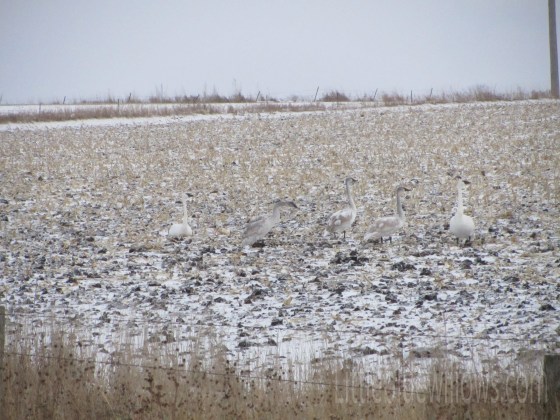 snowgeese