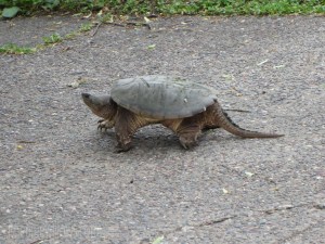 IMG_1033